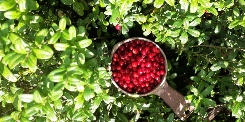 Berry picking in a National Park