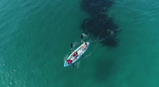 Une heure de kayak de mer