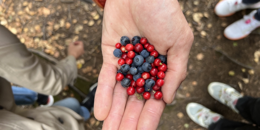 Berry picking in a National Park