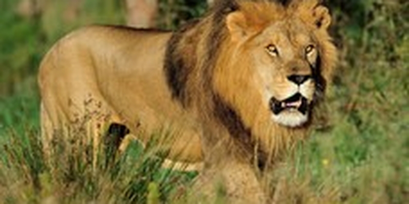 Réserve Africaine de Sigean