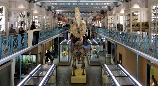 Musée d'Histoire Naturelle