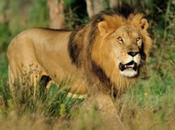 Réserve Africaine de Sigean