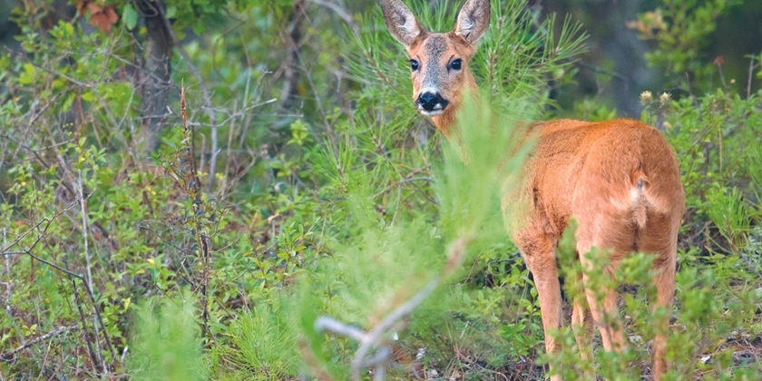 2c4af8f78c894c5e82c8efba0fbeadae