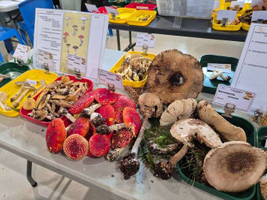 | Exposition champignons 2026 |