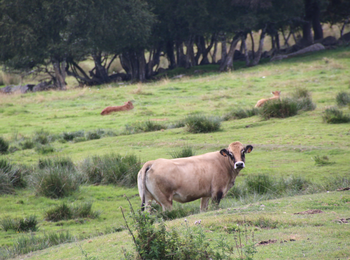 148c33aa06c340379342fce11540774b