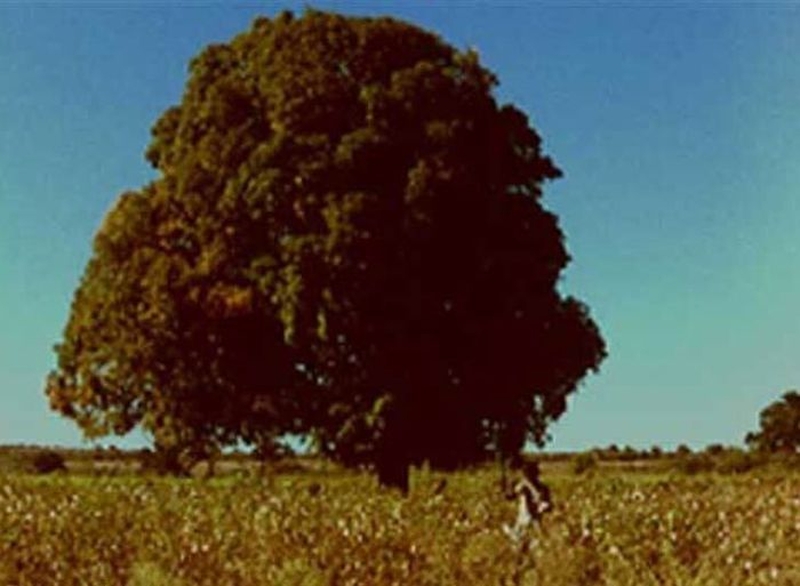 | Arbres – un voyage immobile |