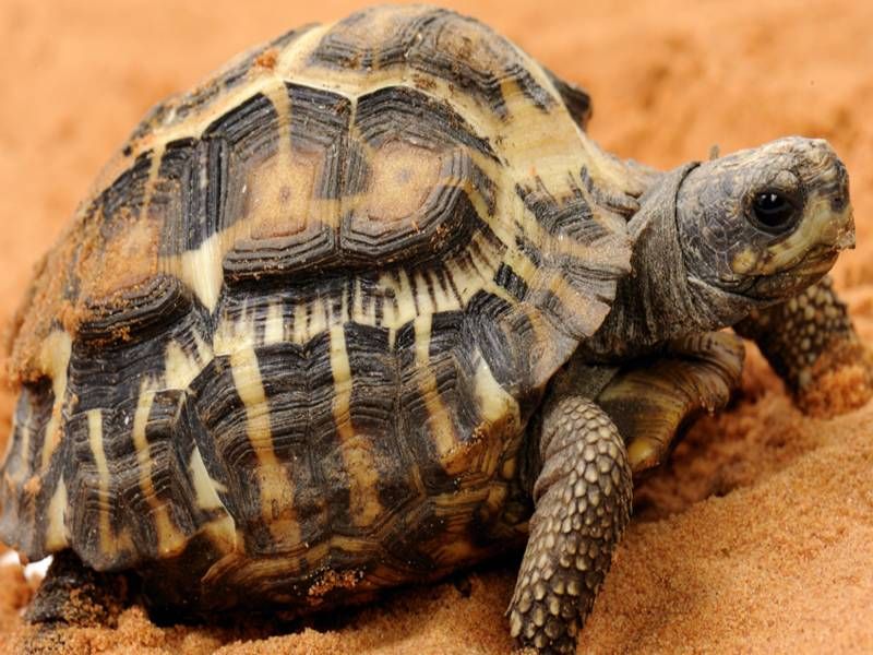2018- A cupulatta- tortue à queue plate