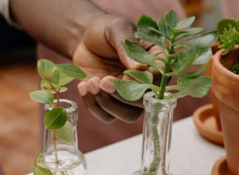 | Boutures : jardinage en famille |