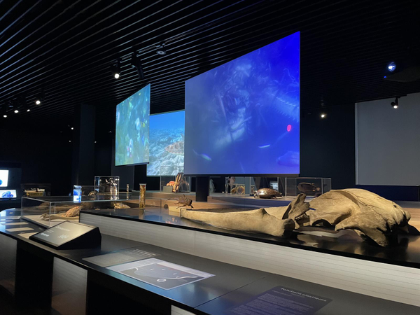 Musée zoologique