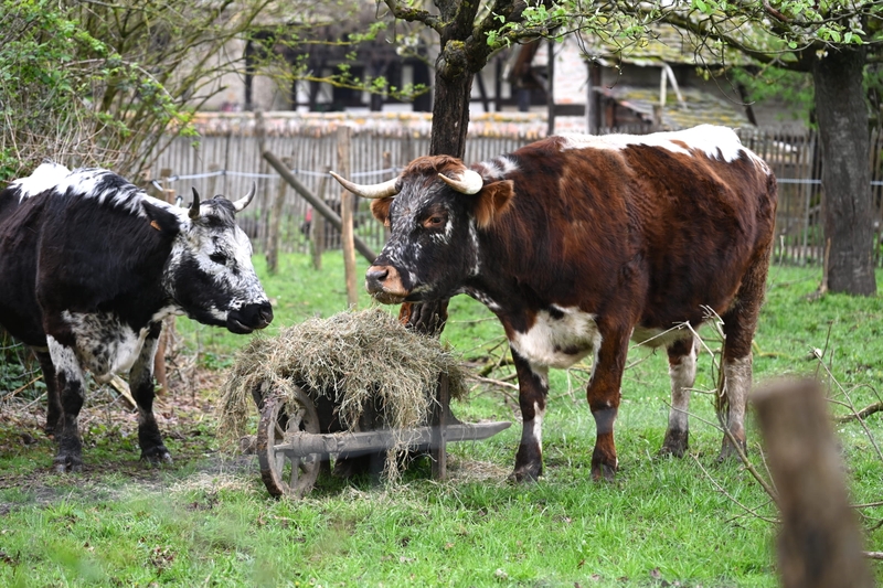 6651cfb916b048978df6d45dfb63e172