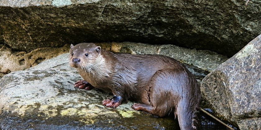 GUIDE DE PECHE ET NATURE MONT LOZERE