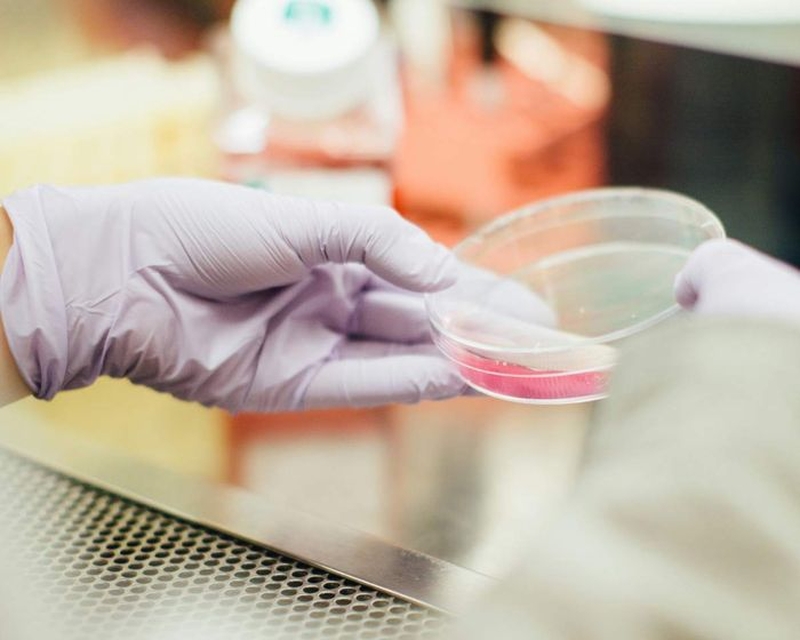 | Des cellules pour réparer le corps |