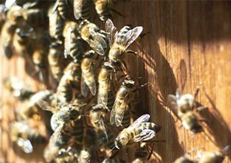 | MARCHÉ ANIMÉ "LES ABEILLES" |