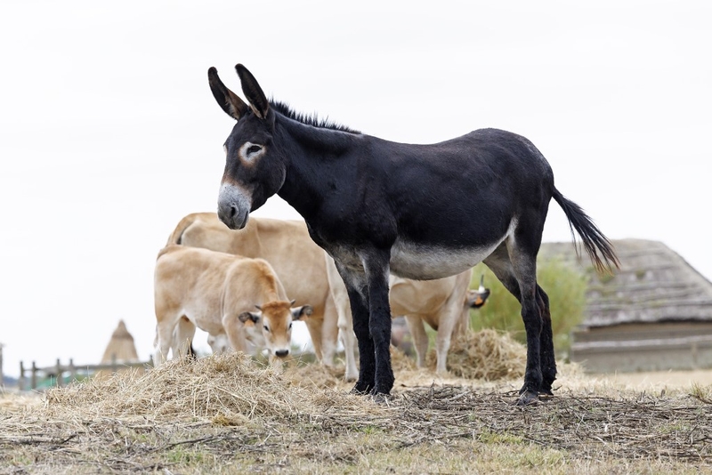 8a0e4c4d52e04d31a295d15fba74b030