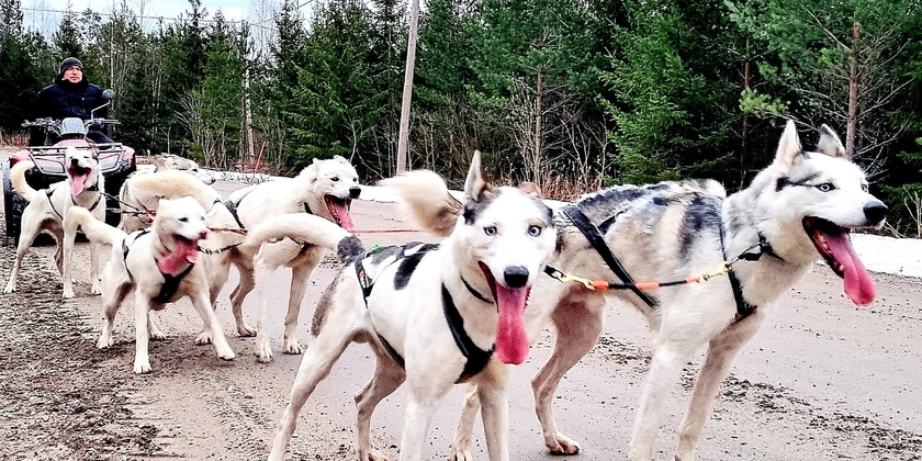 Unique husky sleddog and wilderness experiences