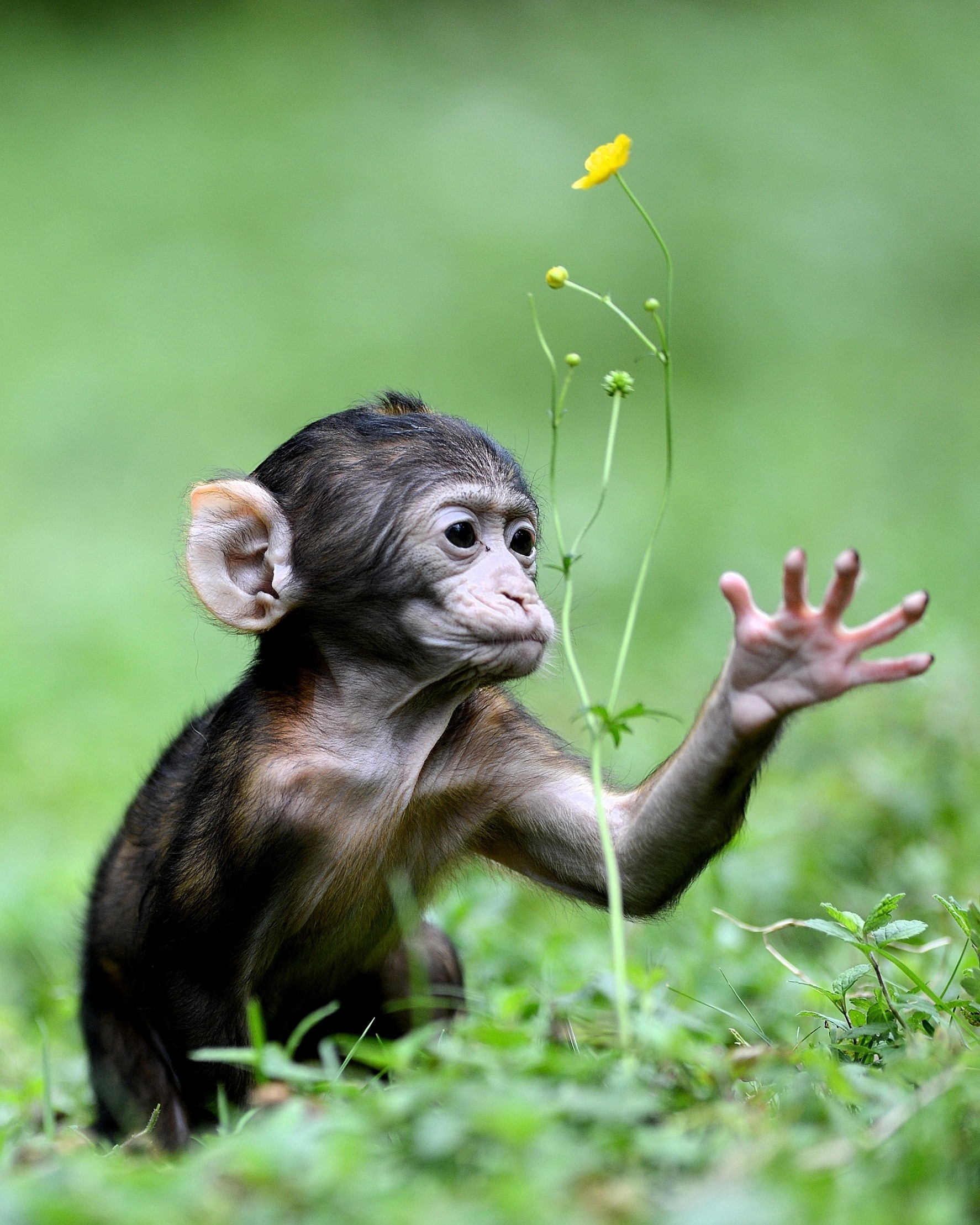 Vacances en Alsace : Montagne des Singes