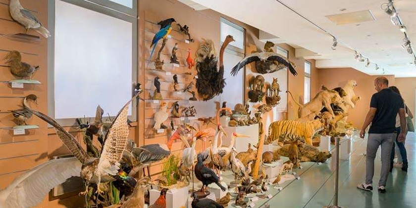 Natural History Museum