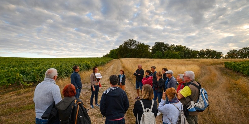 Rendez-Vous dans les Vignes
