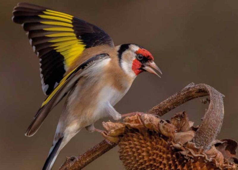 812ddcaf09db4f4892f814224f00e121