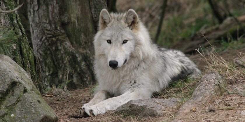 PARC DES LOUPS DU GEVAUDAN
