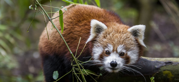 Parc Zoologique et Botanique de Mulhouse