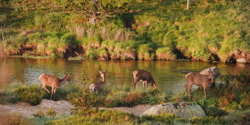 GUIDE DE PECHE ET NATURE MONT LOZERE