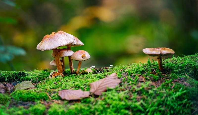 | Découverte de la mycologie en forêt de Buzet |