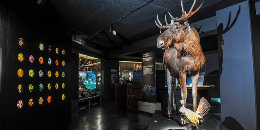 MOBE - Muséum d’Orléans pour la Biodiversité et l’Environnement