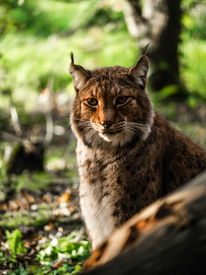 60b3ccf278424f9a841c7236181810e0