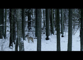 | La forêt et les animaux qui l’habitent |