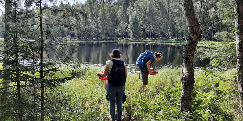 Berry picking in a National Park