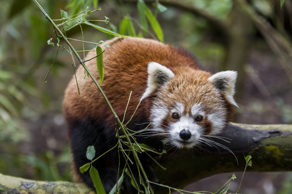 Parc Zoologique et Botanique de Mulhouse