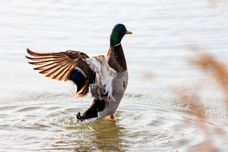 | Les oiseaux de Colomiers : dessine-moi un canard sauvage ! |