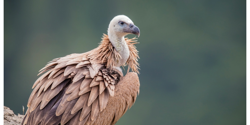 ff32084531714944b7a7a2d2cb5fc80b