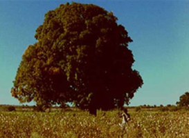 | Arbres – un voyage immobile |