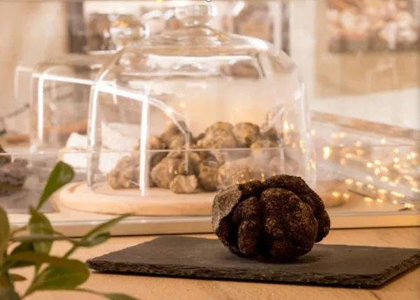 Visit the Truffle Institute at Puyméras