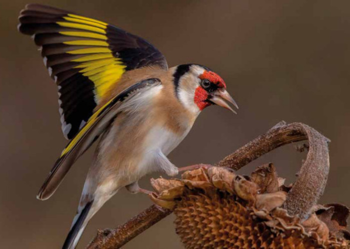 812ddcaf09db4f4892f814224f00e121