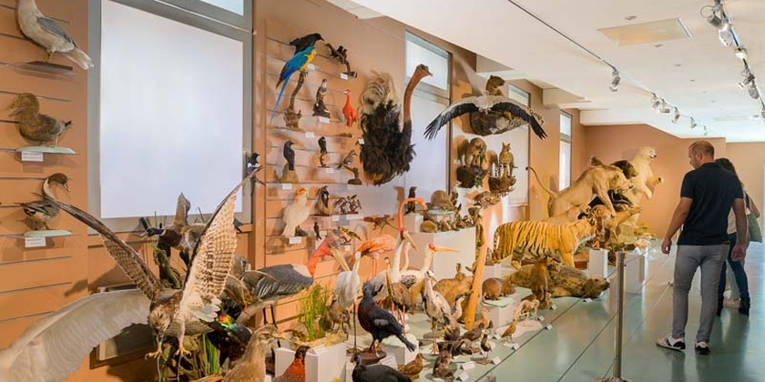 Muséum d'Histoire naturelle