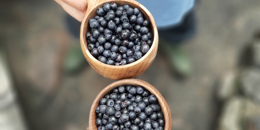 Berry picking in a National Park