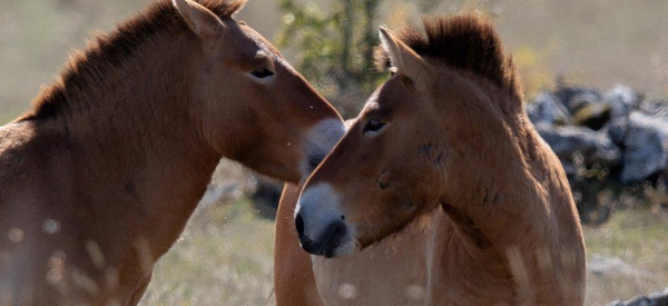ASSOCIATION TAKH - CHEVAUX DE PRZEWALSKI