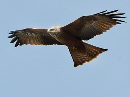 | Les oiseaux de Colomiers : dessine-moi un milan ! |