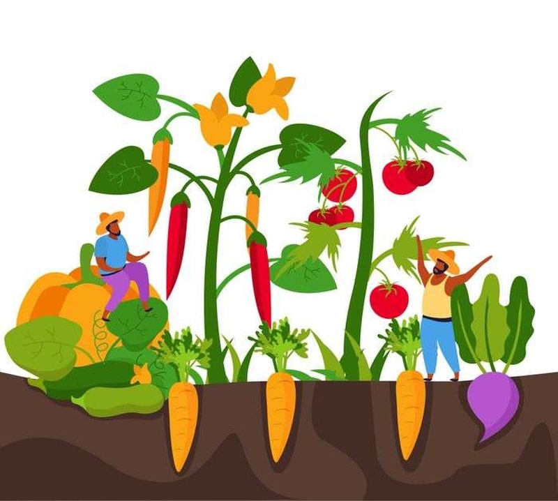 | Atelier jardinage : petits fruits et plessis |