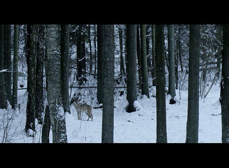 | La forêt et les animaux qui l’habitent |