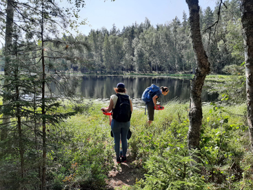 Berry picking in a National Park