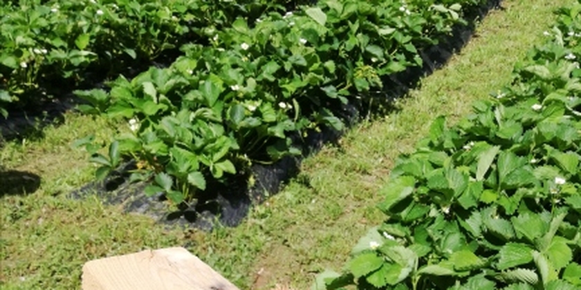 LES FRUITS  ROUGES DE LA COSTE