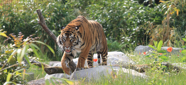 Zoo d'Amiens