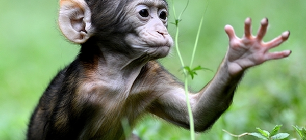 Montagne des Singes