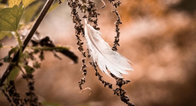 0e5cbd955d4c48f983860326b469ecde