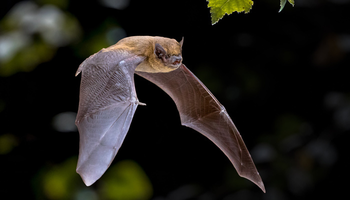 | Nuit de la Chauve souris |