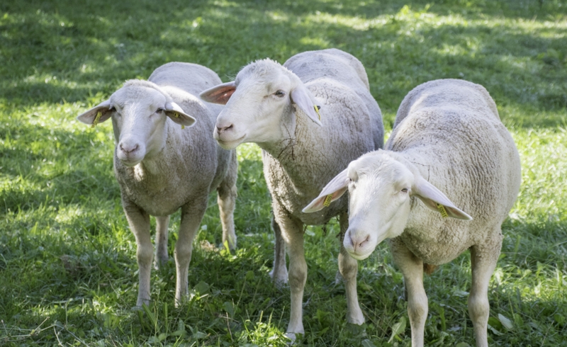 6e8868f336914f758d80db8a1a53b316